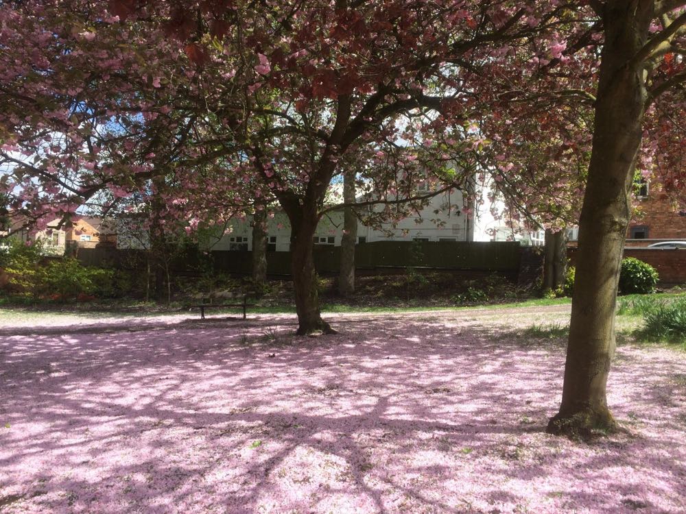 Caldecott Park in Rugby with cherry trees in full blossom and petals covering the ground.